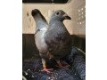 adopt-jessie-a-pigeon-bird-in-san-francisco-ca-small-0
