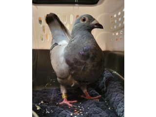 Adopt Jessie a Pigeon bird in San Francisco, CA
