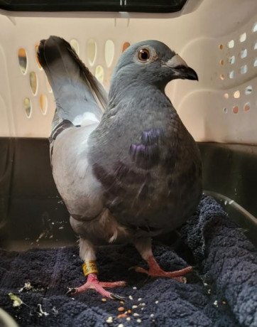 adopt-jessie-a-pigeon-bird-in-san-francisco-ca-big-0