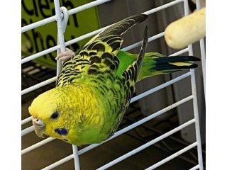Adopt MR GREEN a Green Parakeet - Other / Mixed bird in San Antonio