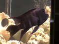 i-have-a-lot-of-cichlids-for-sale-small-0