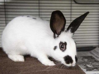 Adopt BABS a White English Spot / Mixed rabbit in Phoenix, AZ
