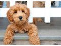 labradoodle-puppies-small-0