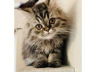 Persian fluffy long hair kittens kitty cat