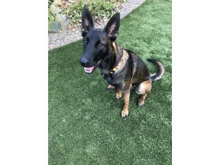 Belgian Malinois Puppy for Sale i