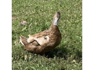 Adopt Quackers a Duck bird in Quakertown, PA