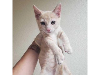 Adopt Daniel a Tan or Fawn Tabby Domestic Shorthair / Mixed cat in Riverside